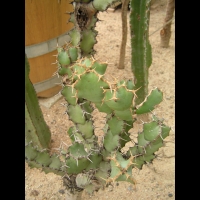 Euphorbe - Euphorbia Caerulescens (fam Euphorbiacees) (Afrique du sud) (03)